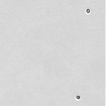 Mouse lymphotcytes 1