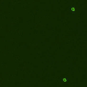 Mouse lymphotcytes 2