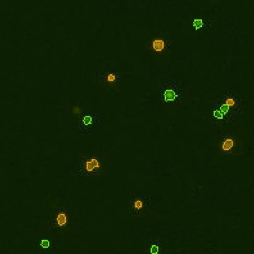 Mouse lymphotcytes 4