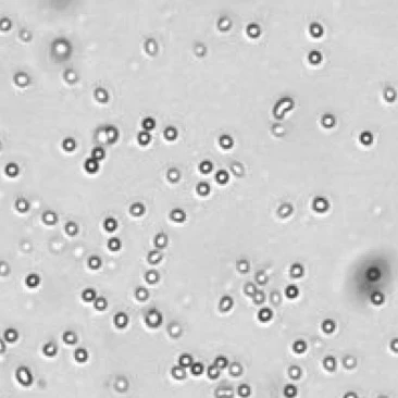 Mouse lymphotcytes 5