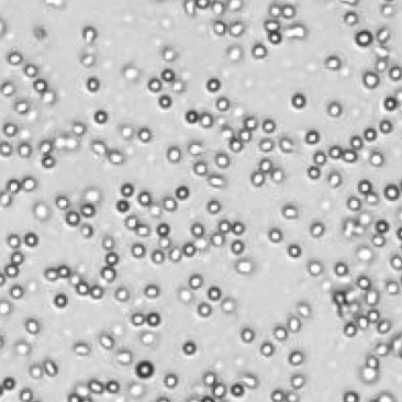 Mouse lymphotcytes 7
