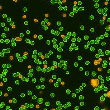 Mouse lymphotcytes 8