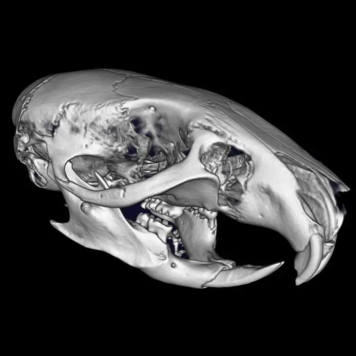 Mouse skull imaged using Quantum GX3 microCT system