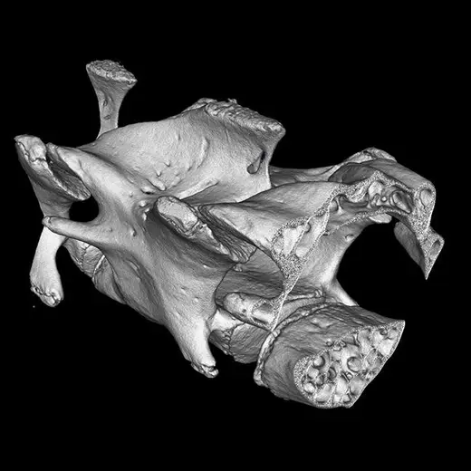 Mouse spine imaged on the Quantum GX3 microCT system