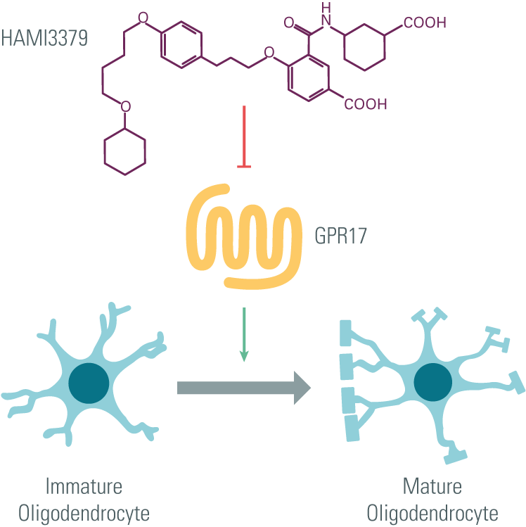 multibple-sclerosis-HAMI3379-structure