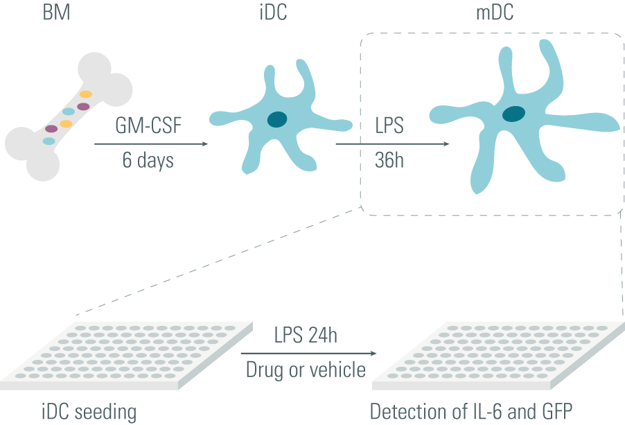 multiple-sclerosis-LPS-stimulated-mature-dendritic-cells