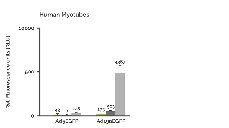 myotubes