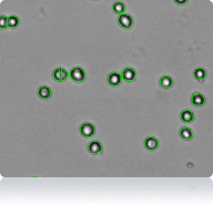 Cellometer counted 786-O cells