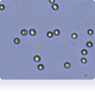 Trypan Blue stained 786-O cells