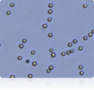 Trypan Blue stained SW-620 cells