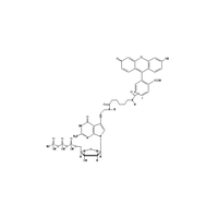 Fluorescein-12-dGTP