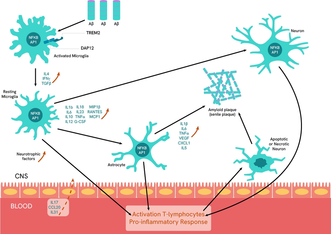 neuroinflammation-1080