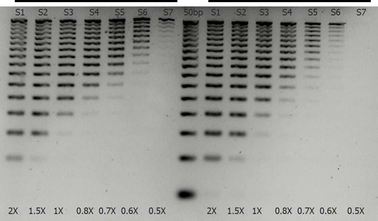 nextflex-ampure-dna-ladder-comparison