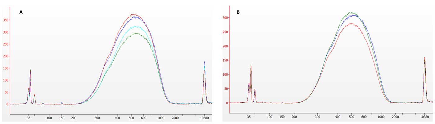 Electropherogram of 500 pg and 1 ng libraries prepared with the NEXTFLEX Rapid XP V2 DNA-Seq Kit: single-tube enzymatic fragmentation and 60-min ligation yield clean ~425 bp peaks with no detectable ~150 bp adapter-dimer signal.
