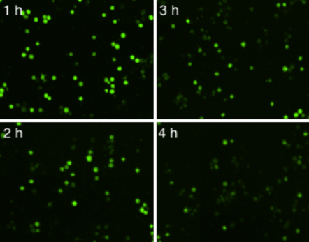 NK Cell-Mediated Cytotoxicity