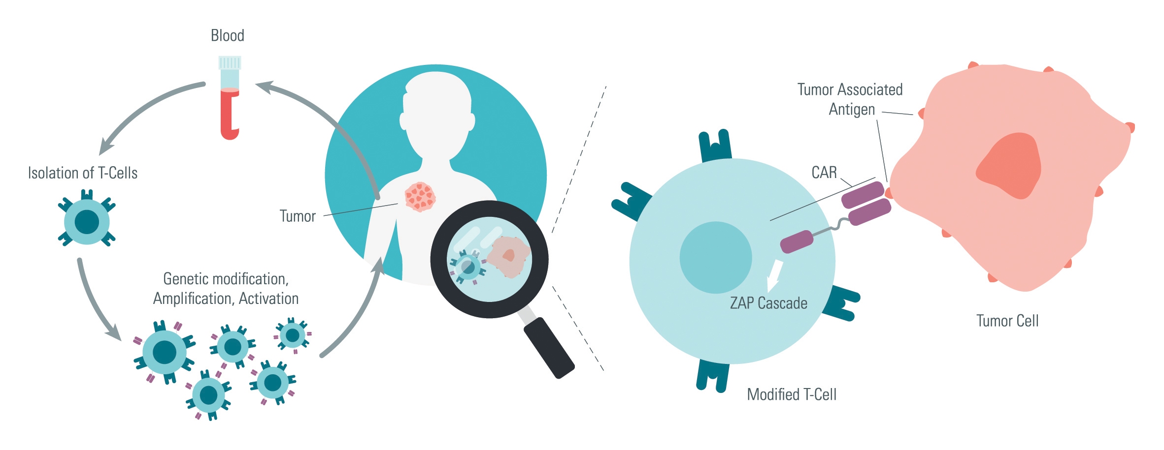 opening-the-door-to-additional-cart-cell-therapies-in-cancer