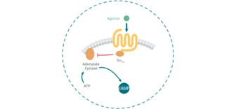 optimize-your-research-into-gαi-o-coupled-gpcrs