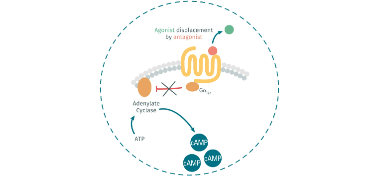 optimize-your-research-into-gαi-o-coupled-gpcrs