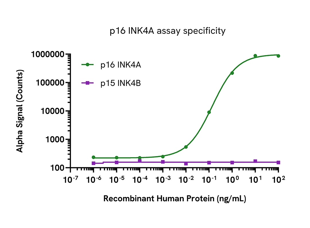 Specificity validation of Total p16 INK4A assay