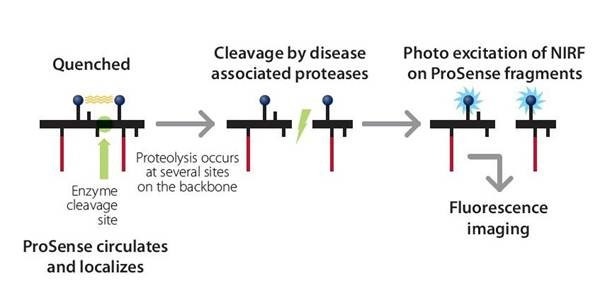 pan-cathepsin1.png