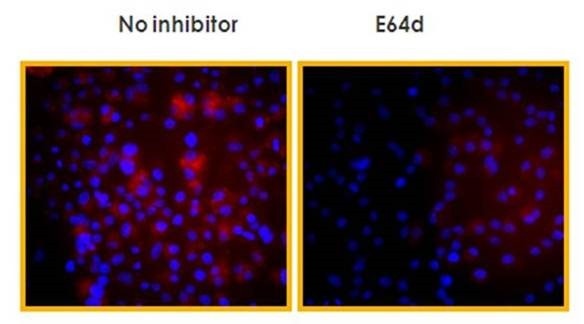 pan-cathepsin6.png