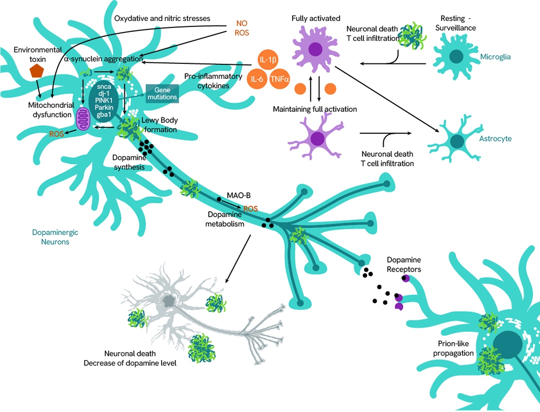 pathogenesis-parkinson-disease-1080