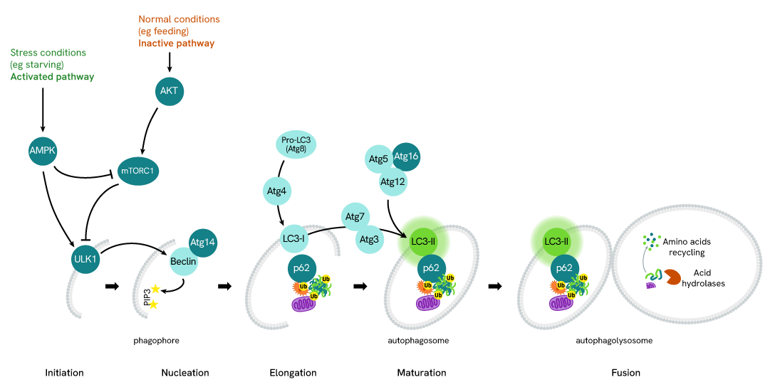 pathway-LC3BII-64LC3B2PEG-64LC3B2PEH-64LC3B2PEY.png