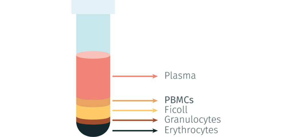 pbmc-isolation-and-cytokine-assays-made-easy