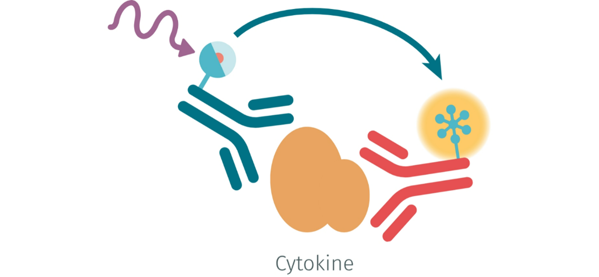 pbmc-isolation-and-cytokine-assays-made-easy