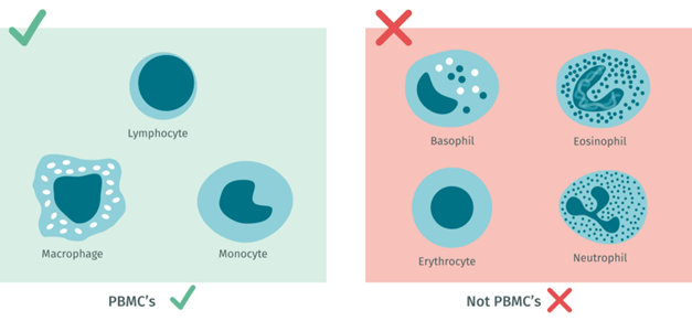 pbmc-isolation-and-cytokine-assays-made-easy