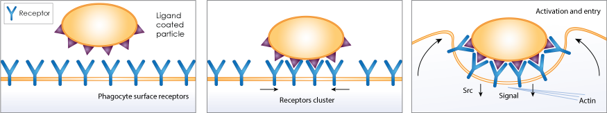 Phagocytosis assay