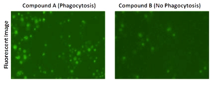 Phagocytosis dextran phrodo fluorescent images