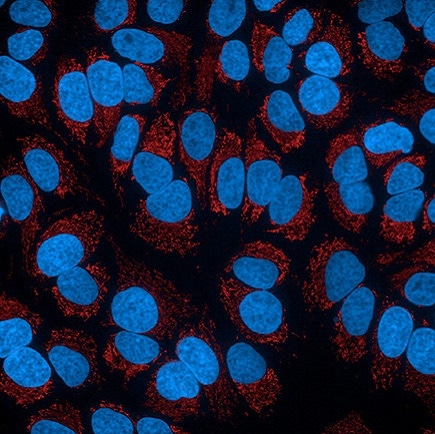 phenovue 578 mitochondrial stain hela cells