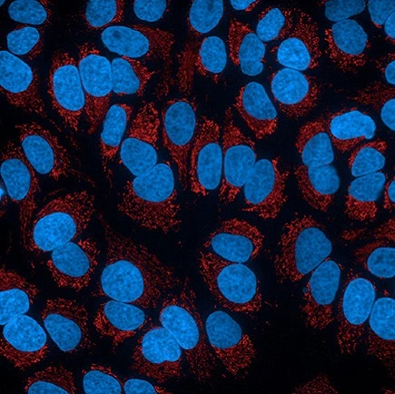 phenovue 578 mitochondrial stain hela cells