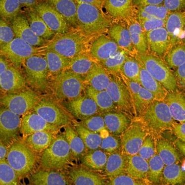 phenovue cell painting kits