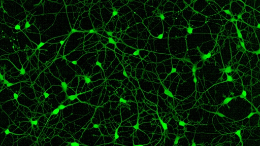 phenovue cell health