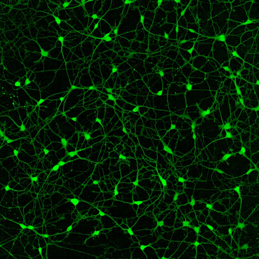 phenovue cell health hero