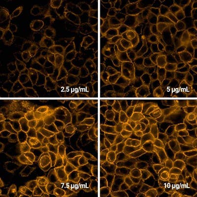 Detection of EGFR expressed in A431 cells by Indirect immunofluorescence using PhenoVue Fluor 568 Donkey Anti-Rabbit IgG (H+L) Cross-Adsorbed