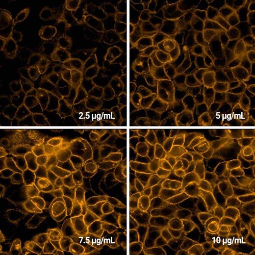 Detection of EGFR expressed in A431 cells by Indirect immunofluorescence using PhenoVue Fluor 568 Donkey Anti-Rabbit IgG (H+L) Cross-Adsorbed