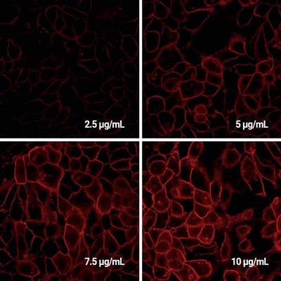 Detection of EGFR expressed in A431 cells by Indirect immunofluorescence using PhenoVue Fluor 594 Donkey Anti-Mouse IgG (H+L) Cross-Adsorbed