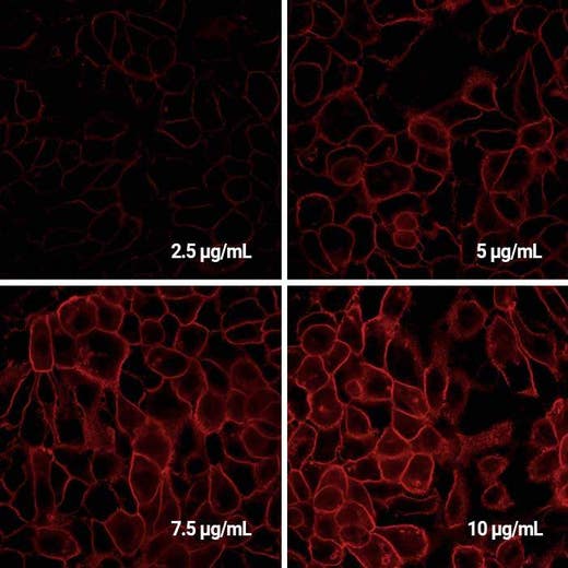 Detection of EGFR expressed in A431 cells by Indirect immunofluorescence using PhenoVue Fluor 594 Donkey Anti-Mouse IgG (H+L) Cross-Adsorbed