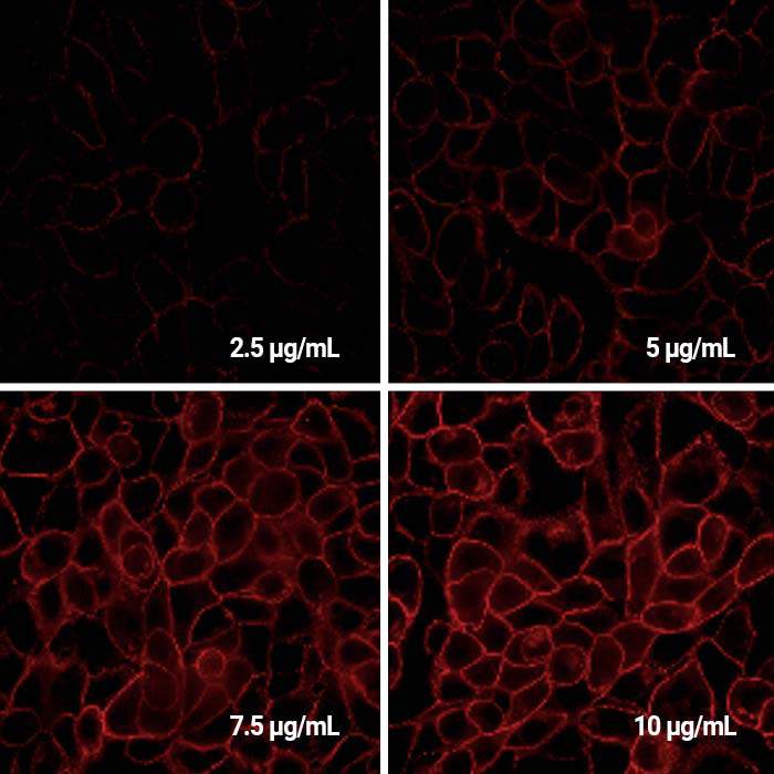 PhenoVue Fluor 594 Donkey AntiMouse Antibody Highly CrossAdsorbed