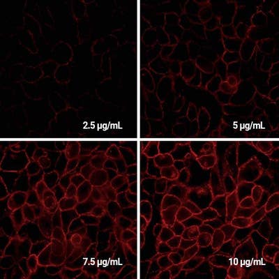 Detection of EGFR expressed in A431 cells by Indirect immunofluorescence using PhenoVue Fluor 594 Donkey Anti-Mouse IgG (H+L) Highly Cross-Adsorbed