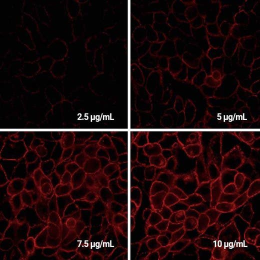 Detection of EGFR expressed in A431 cells by Indirect immunofluorescence using PhenoVue Fluor 594 Donkey Anti-Mouse IgG (H+L) Highly Cross-Adsorbed