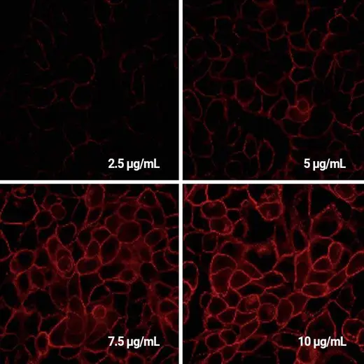 Detection of EGFR expressed in A431 cells by Indirect immunofluorescence using PhenoVue Fluor 594 Donkey Anti-Mouse IgG (H+L) Highly Cross-Adsorbed