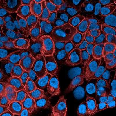 A431 cells stained with PhenoVue Fluor 647