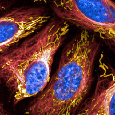 PhenoVue Fluorescent Probes for Organelles & Subcellular Compartments