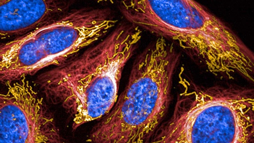 PhenoVue Fluorescent Probes for Organelles & Subcellular Compartments