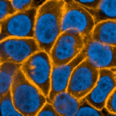 PhenoVue Fluorescent Secondary Antibodies