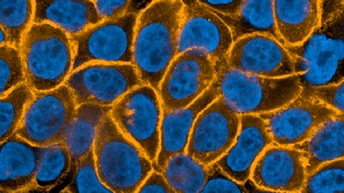 PhenoVue Fluorescent Secondary Antibodies